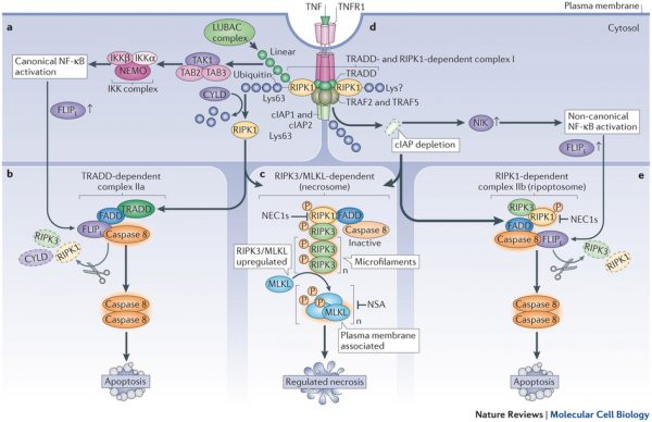 New Target For Neurodegenerative Diseases: RIPK1 Promoting Inflammation and Necroptosis in ALS