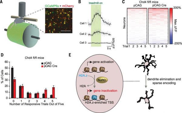 Neural Epigenetic Regulation: Chromatin Remodeling Regulates Genes and Neural Coding