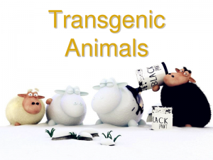 How far away is transgenic animal food from us?