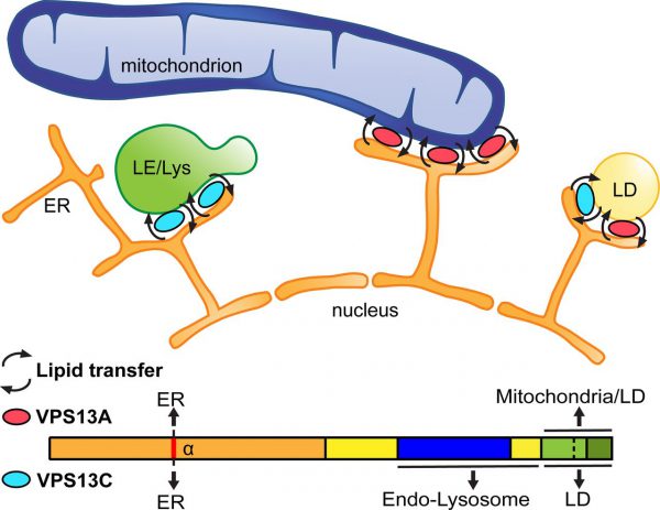 J Cell Biol: How Does a Genetic Mutation Induce a Neurological Disease Such as Parkinson's?