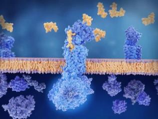 Topological Generation Pathways of Multiple Transmembrane Proteins