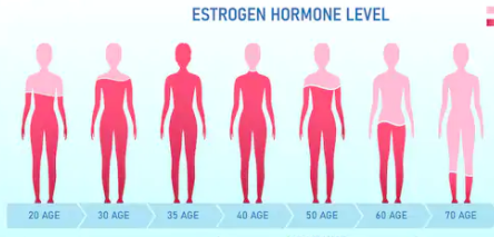 Identify a Key Protein that Can Regulate the Female Body's Estrogen Cycle - RSK2