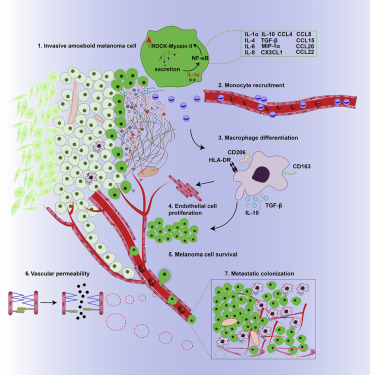 Revealing the Mechanism of Cancer Cells Spreading Through Hijacking of Immune Cells in vivo