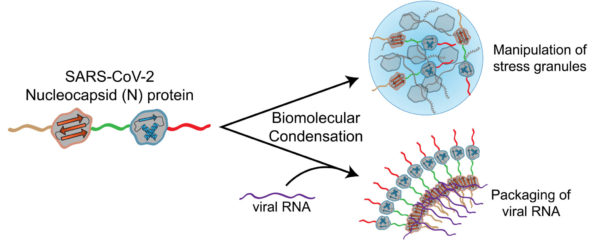 A Special Protein May Help SARS-CoV-2 to Spread Rapidly in Host Cells!