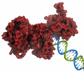 Targeted Nucleotide Rescue Factor DNPH1 Can Improve the Sensitivity of Cancer Cells to PARP Inhibitors