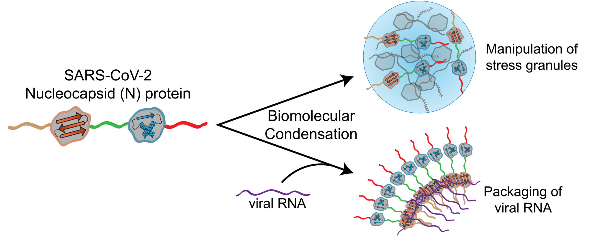 Protein Scaffolds Found to Play a Key Role in Repairing DNA Breaks