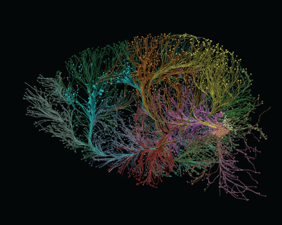 RGS4 Found to Maintain Chronic Pain Symptoms in Rodent Models