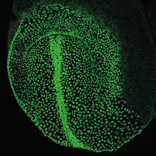 TDP-43 and Paraspeckle: Key Factor to Determine Stem Cells Differentiated or Remain Pluripotent