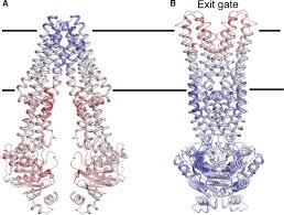 Protein ABCB1 Warps and Squeezes Make Cancer Resistant