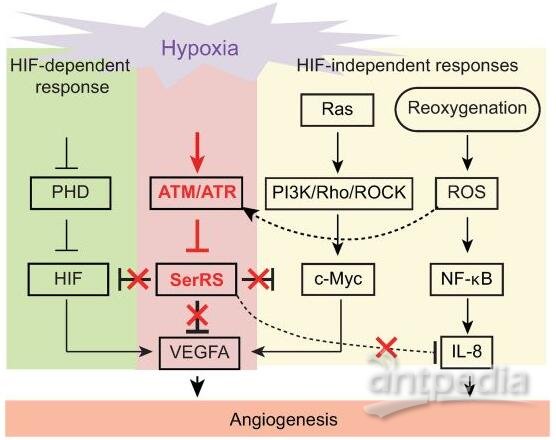 Blocking the Effect of ATM / ATR on Serine tRNA Synthetase can Reduce Tumor Growth