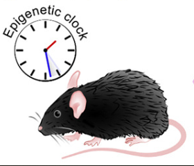 Restoring lost epigenetic information can make aging mammals rejuvenate