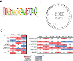 The antiviral APOBEC3 protein actually promotes HIV to enter the latent state