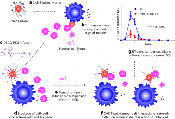 In Situ PEG Modification of CAR-T Cells Can Alleviate Cytokine Release Syndrome and Neurotoxicity