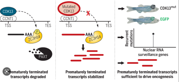 Molecular Mechanism of Melanoma Induced by CDK13 Mutant Protein