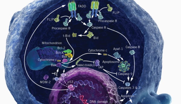 Cyclin in Tumor: Cdk5 Disruption Promotes Antitumor Immunity