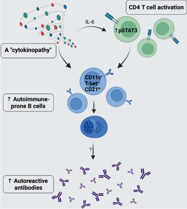 Autoimmunity in Down’s syndrome via cytokines