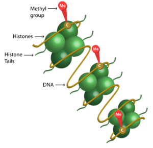 dna-methylation