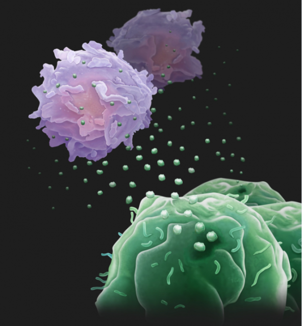 New Mechanism by Which Cancer Cells Inhibit Anti-tumor Immune Responses Revealed