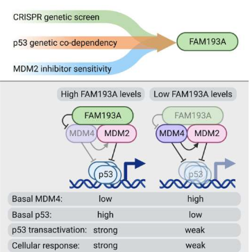 Special Protein FAM193A with Novel Anti-Tumor Activity