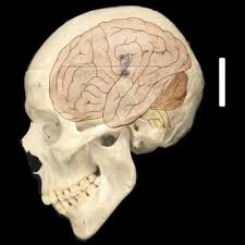 Two Articles Revealed a Specific Gene That Makes the Human Brain Big—NOTCH2NL