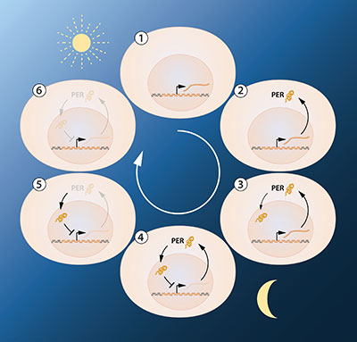 feedback-regulation-circadian