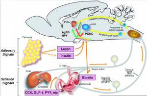 Hunger and Satiety Signals Influence Appetite and Body Weight