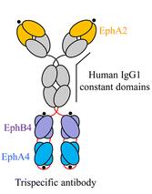 Eph antibody