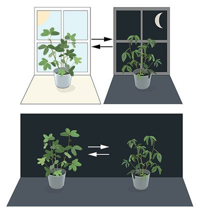 Fig1. Comparison of Structural and Biological Function between ABP215 and Avastin