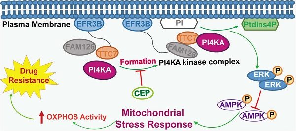 Targeting PI4KA increases chemosensitivity of refractory leukemia by regulating ERK/AMPK/OXPHOS axis