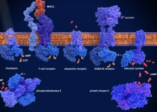 The Role of the Third Intracellular Ring of GPCR in GPCR Signal Conduction Mechanism