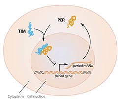 molecular components of the circadian clock