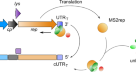 Virus ADP Ribotransferase Couples RNA with Host Protein