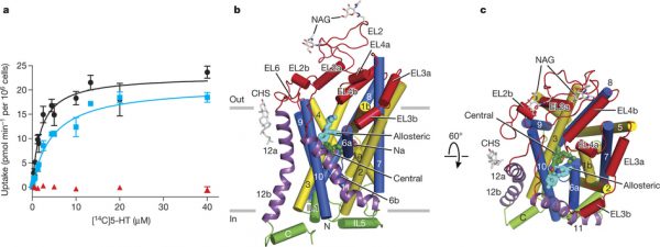 Antidepressant Target-Serotonin Transporter Reveals Its Shape