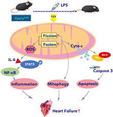 PPARΑ Pretreatment of Agonist WY14643 Reduced Cardiomyopathy Caused By Mitochondrial Dysfunction in the Hearts of Lipopolysaccharide Treated Mice