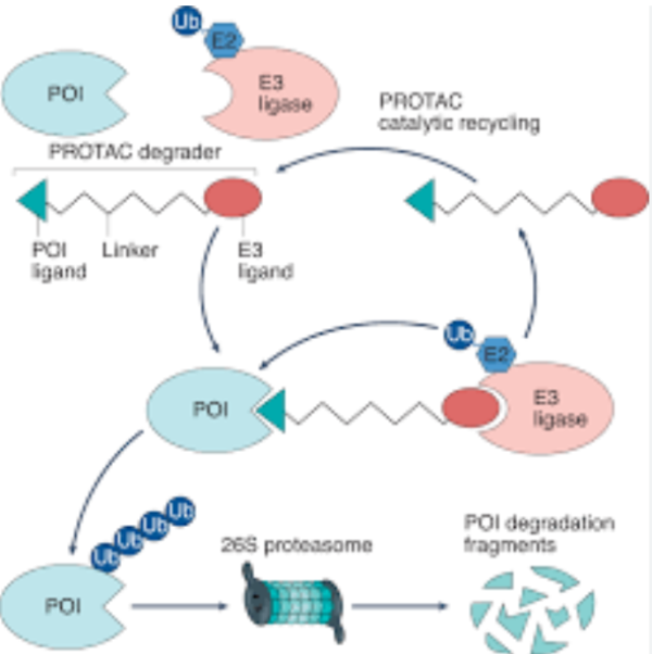 PROTAC R&amp;D to Achieve the Latest Progress