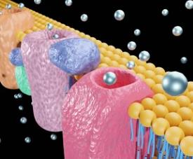 Targeting SOX13 to Overcome Iron Death Resistance in Gastric Cancer