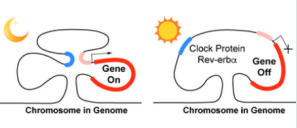 Schematic of REV-erb‘s role