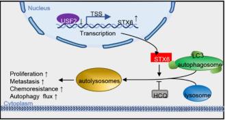 Synaxin-6 Promotes the Progression of Hepatocellular Carcinoma by Activating the USF2/LC3B Axis