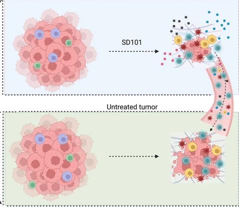 TLR9 Agonists Can Act As In Situ Anti-Tumor Vaccines