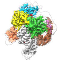 Three Dimensional Structure of the Smallest Programmable Nuclease Tnpb