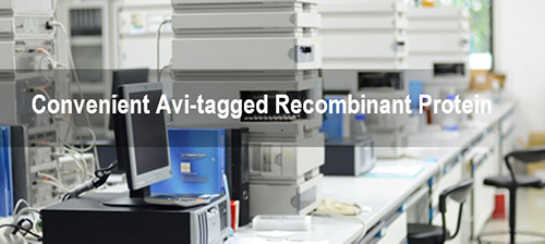 Convenient Avi Tagged Recombinant Protein