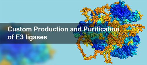 Custom Production And Purification Of E3 Ligases