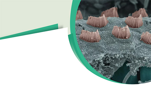 Enhance Your Biomedical Research With Our High Quality Transmembrane Proteins