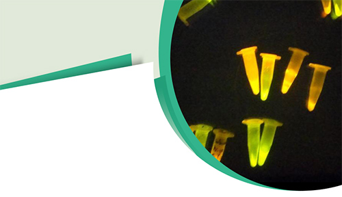 High Quality And Versatility Fluorescent Proteins