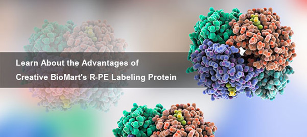 Learn About the Advantages of Creative BioMart's RPE Labeling Protein