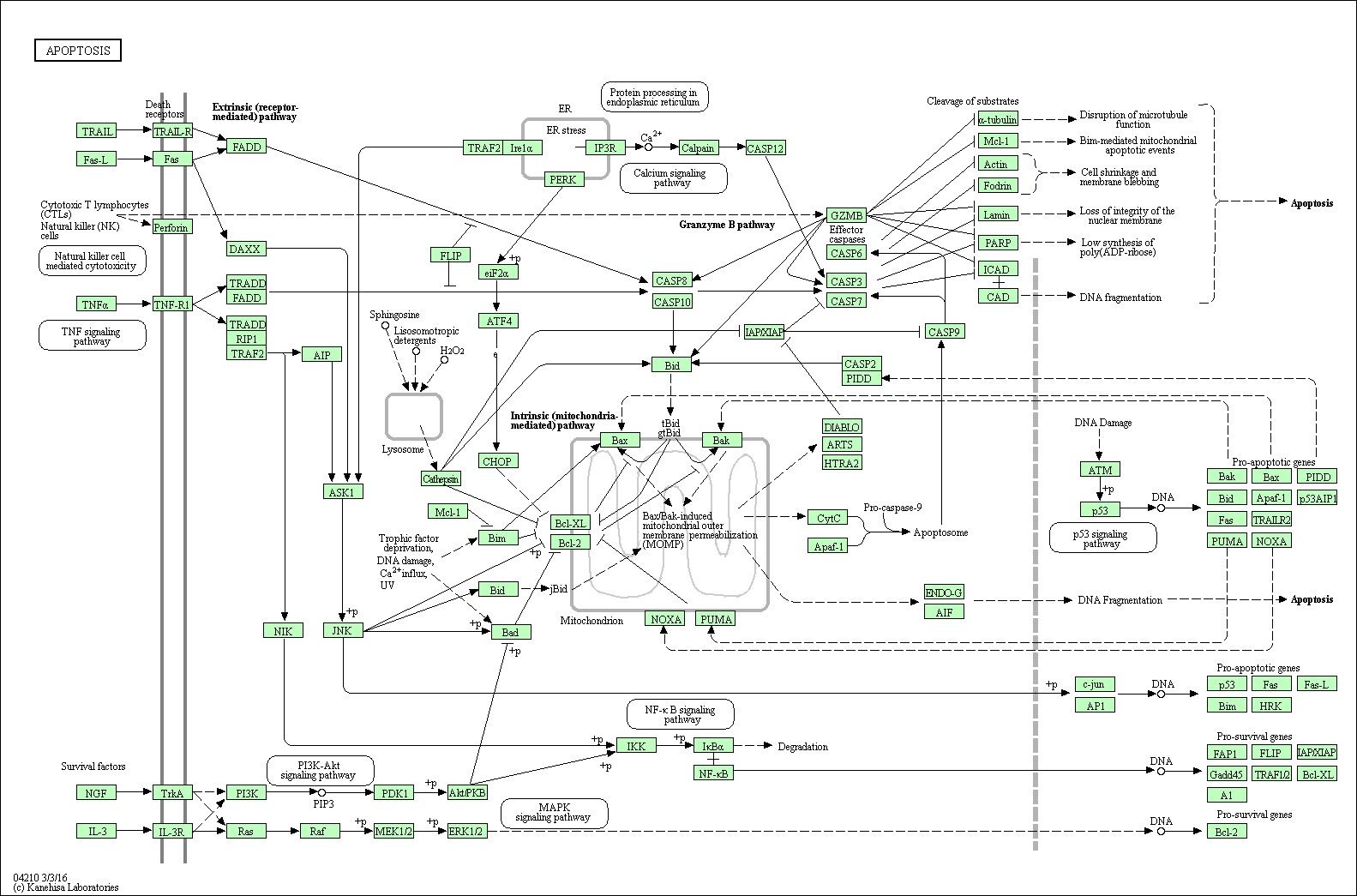 Apoptosis Signal Pathway Overview