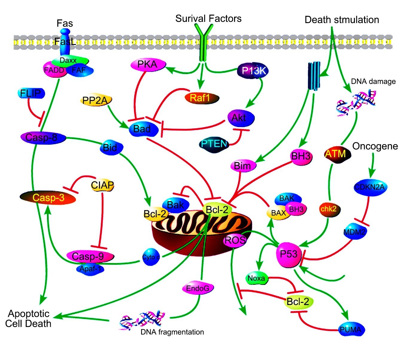 Mitochondrial Control of Apoptosis