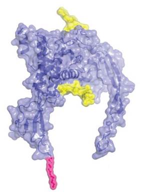 Wnt Signal Pathway