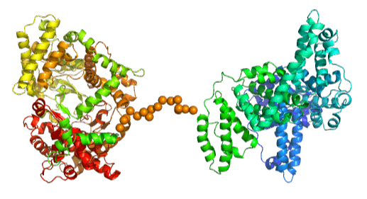 Human serum albumin–neprilysin fusion protein structure (source: SASBDB)