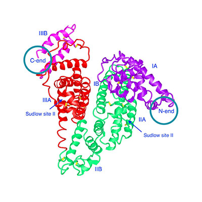 Customized construct design options for albumin fusion proteins